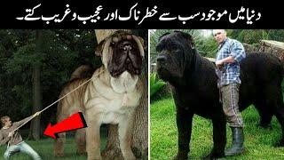 5 Most Unusual And Unique Dogs In The World Urdu | دنیا میں موجود خطرناک اور عجیب کتے | Review Time