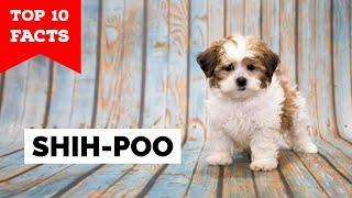 Shih Poo - Top 10 Facts