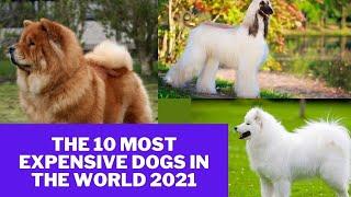 The 10 Most Expensive Dogs In The World 2021 | TOP 10 HUb