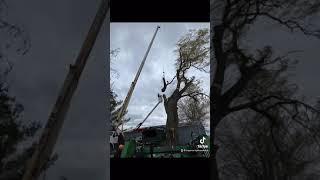 Top priority tree service