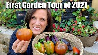 First Garden Tour of 2021(& Harvest Too!) 