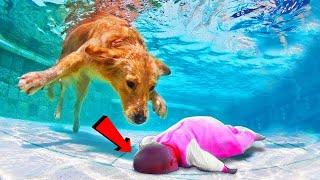 देखिए कैसे इंसानों को बचाने अपनी जान पर खेल गए ये जानवर | Top 10 Animals That Saved Human Lives.