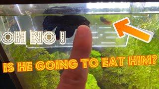 Top Fin Male Betta And Fry Aquarium | Algae Problem ?