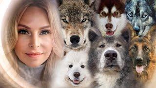 TOP 10 DOGS THAT LOOK LIKE WOLVES - PART 1