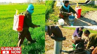 Spraying On Wheat Crop | گندم کی فصل پہ جڑی بوٹی مار چھڑکاؤ | Agriculture In Pakistan