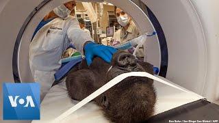 Gorilla at San Diego Zoo Undergoes Eye Surgery