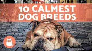 The Top 10 CALMEST DOG BREEDS