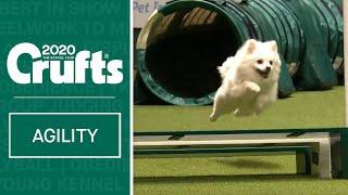 Watch Fling the German Spitz smash the agility course | ​Crufts 2020