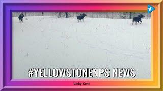 Top 10 #yellowstonenps Posts, Starring: vikskent