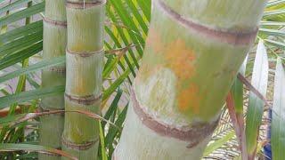 The Amazing Sugar Cane Palm Tree
