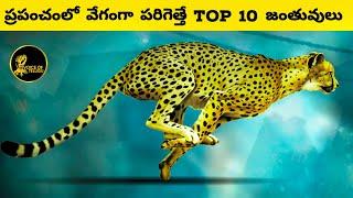 Top 10 Fastest Animals In The World | Interesting Facts In Telugu | Voice Of Telugu 2.O