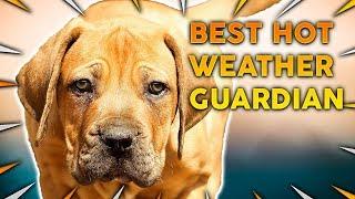 Top 10 Guard Dog Breeds For HOT CLIMATES!