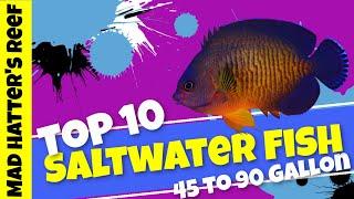 Top 10  Saltwater Fish for a 45 to 90 gallon aquarium