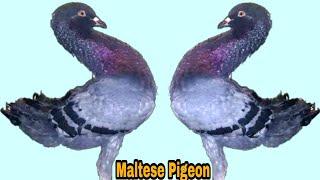 Maltese Pigeon New Video || Top Fancy Biggest Maltese Pigeon in The World || Maltas Pigeon ||