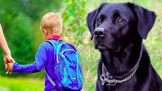 A dog was coming to the children’s shelter to visit a boy who was his owner and beloved friend