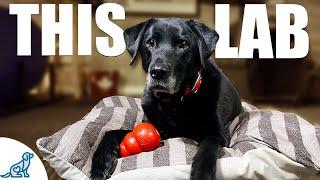 10 Lessons A Labrador Retriever Taught Me About Dog Training