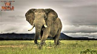 Top 10 Heaviest terrestrial animals