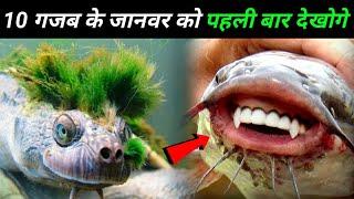 इन जानवरो को पहली बार देखोगे ज़िन्दगी में 10 rarest animals you will see first time in your life