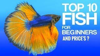 Top 10 Fishes For Beginners And Price's In India | THE PETS POINT