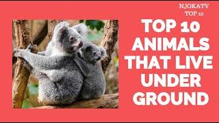 TOP 10  ANIMALS THAT LIVE UNDERGROUND