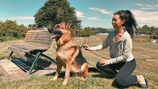 Day in the Life of a German Shepherd - Timaru Road Trip [Part 2]