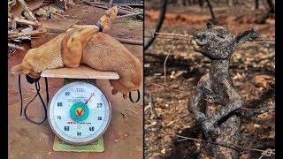 TOP 5 Animal Rescue | The Life-Changing Rescue's | (Before-After) 2018 / 2019 / 2020