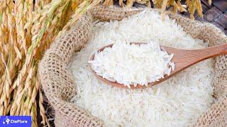 Top 10 Largest Rice Producing Countries in the World