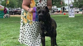 Couple Travels Cross-Country to Take Back Beloved Dog from Breeder, Finds Pet in 'Abysmal' Condition