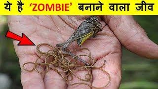 Zombie बनाने वाले कीट , दूर रहना इनसे  | 'Zombie' Parasite Takes Over Insects Through Mind Control