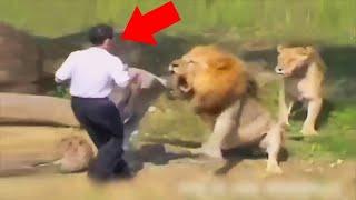 Top 10 DUMBEST Zoo Guests