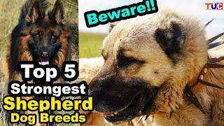 Top 5 Strongest Shepherd Dog reeds : TUC