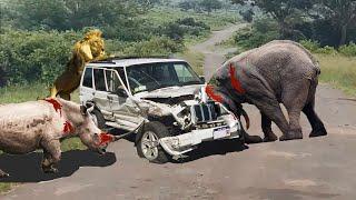 Top 10 Wild Animal attacks on Cars - Chasing King Lion Like A Hollywood Action Movie - Lion vs Rhino