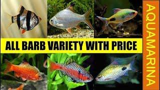 Top 10 types of barb fishes with their price list | Barb fish varieties || aquamarina