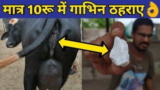 गाय/भैंस को गाभिन ठहराये मात्र 10 रू में| Pashu ko Gabhin thahrane |Repeater problem in cow/buffalo.