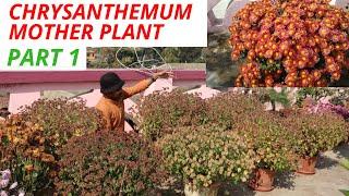 Chrysanthemum mother plants for next year cuttings, Hot to save?  2020 Part 1,my all mums varieties!