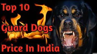 Top 10 Guard Dogs Price In India || origin & Life Span - Dogs Biography