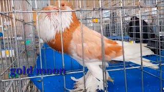 Top 10 Most Beautiful Pouter Pigeon In The World | Old Dutch Capuchine Pigeon