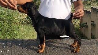 Top quality doberman puppies for sale in delhi