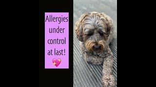 10 Ways we got on top of Watson's Allergies (Yeast/Dust/Grass)