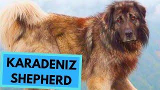 Karadeniz Shepherd - TOP 10 Interesting Facts - Black Sea Shepherd - Çoban Köpeği