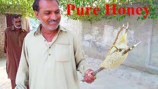 Collecting Honey From Beehive | Harvesting Honeycomb | Punjab Village Life