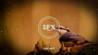 CRICKET BIRDS SOUND EFFECTS - SFX LIBRARY - NO COPYRIGHT MUSIC