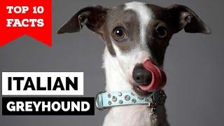 Italian Greyhound - Top 10 Facts