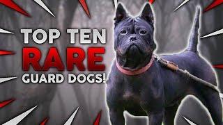 Top 10 RARE Guard Dog Breeds!