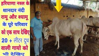 Top beautiful Haryana Desi Cows show quality