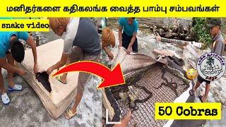 கேமராவில் பதிவான படுபயங்கர பாம்பு சம்பவங்கள் | Snake events caught on camera | Tamil Wonders