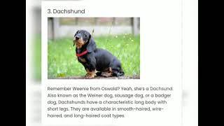 Top 10 Cutest dog breeds in the world with information II All In One