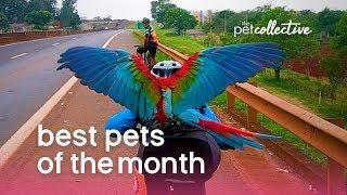 Best Pets of the Month (January 2020) | The Pet Collective