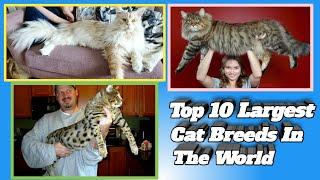 Top 10 Largest Cat Breeds In The World/Top 10 in the world