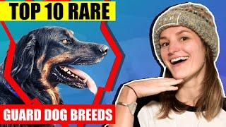 TOP 10 RARE GUARD DOGS